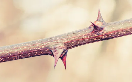 Meaning of thorns in dreams: Interpretations by Islamic scholars