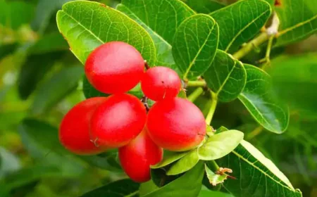 Meaning of barberries in dreams: Distress and stingy people