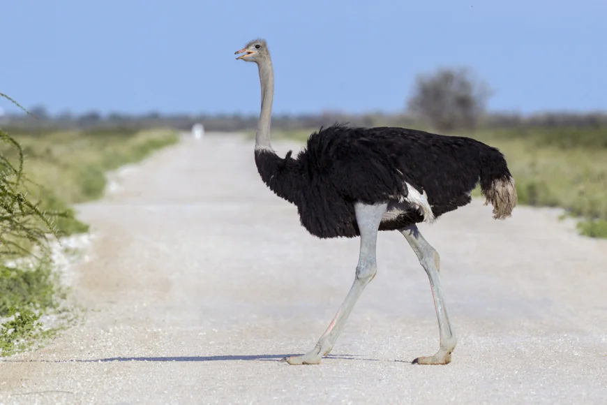 Dreaming of an ostrich: Meaning and Islamic interpretations