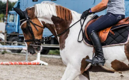 Symbolic meaning of reins in dreams: Islamic interpretations