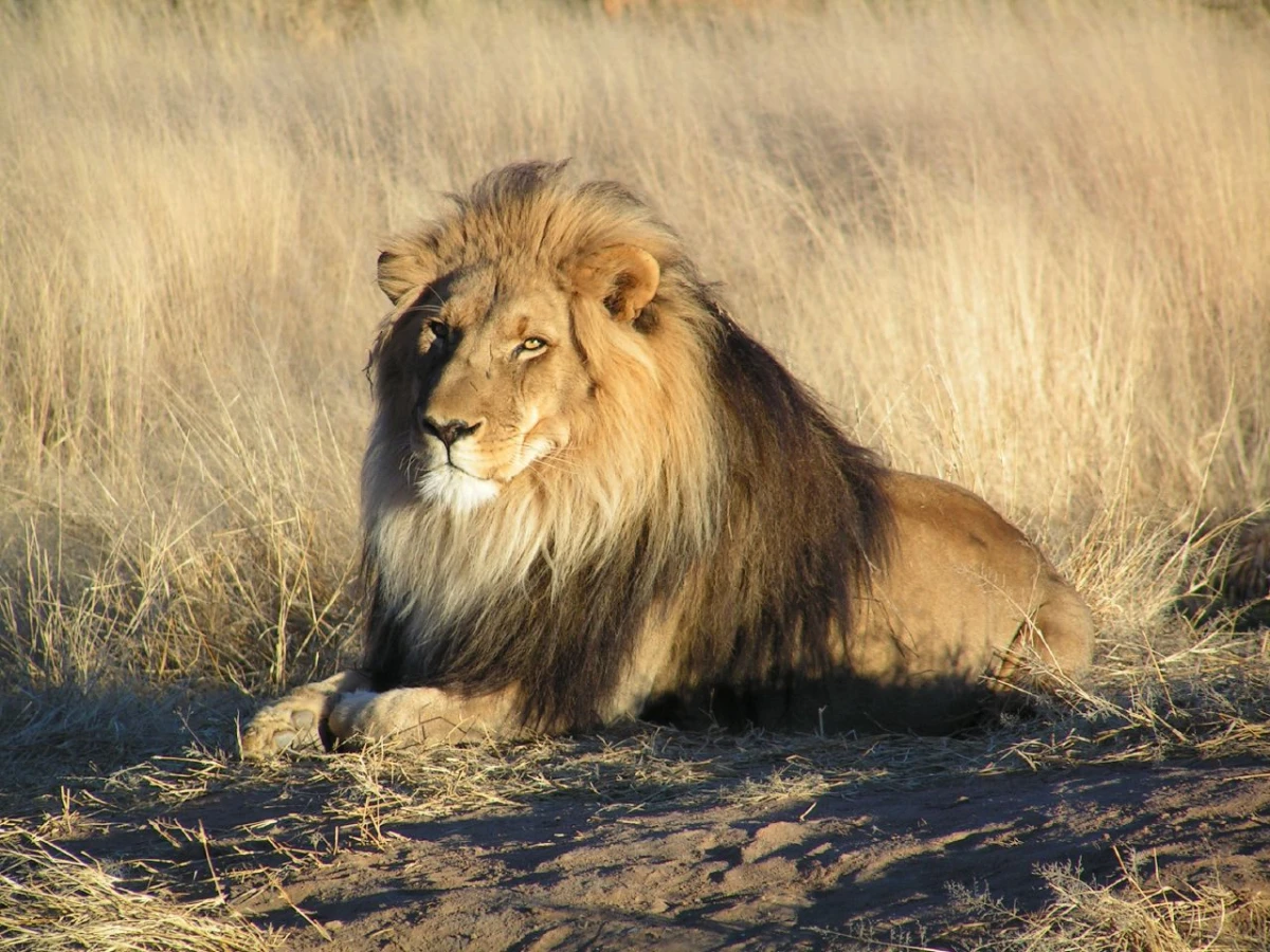 What does seeing a lion in a dream mean? Power, enemy and rank
