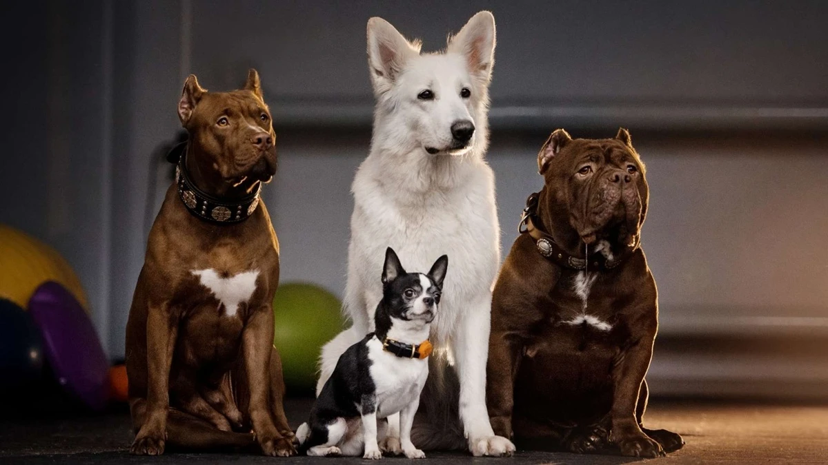 Dog Dreams in Islam: Enemies, Fear, Protection and Wealth Explained
