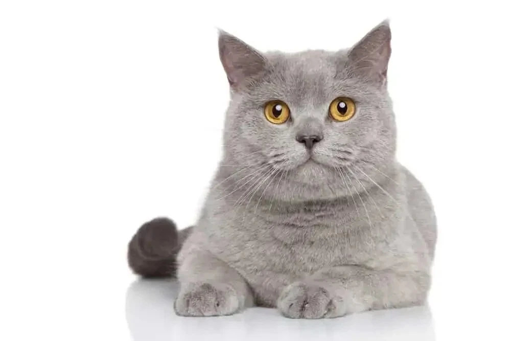 Dreaming of Cats in Islam: Enemies, Warnings and Meanings Explained