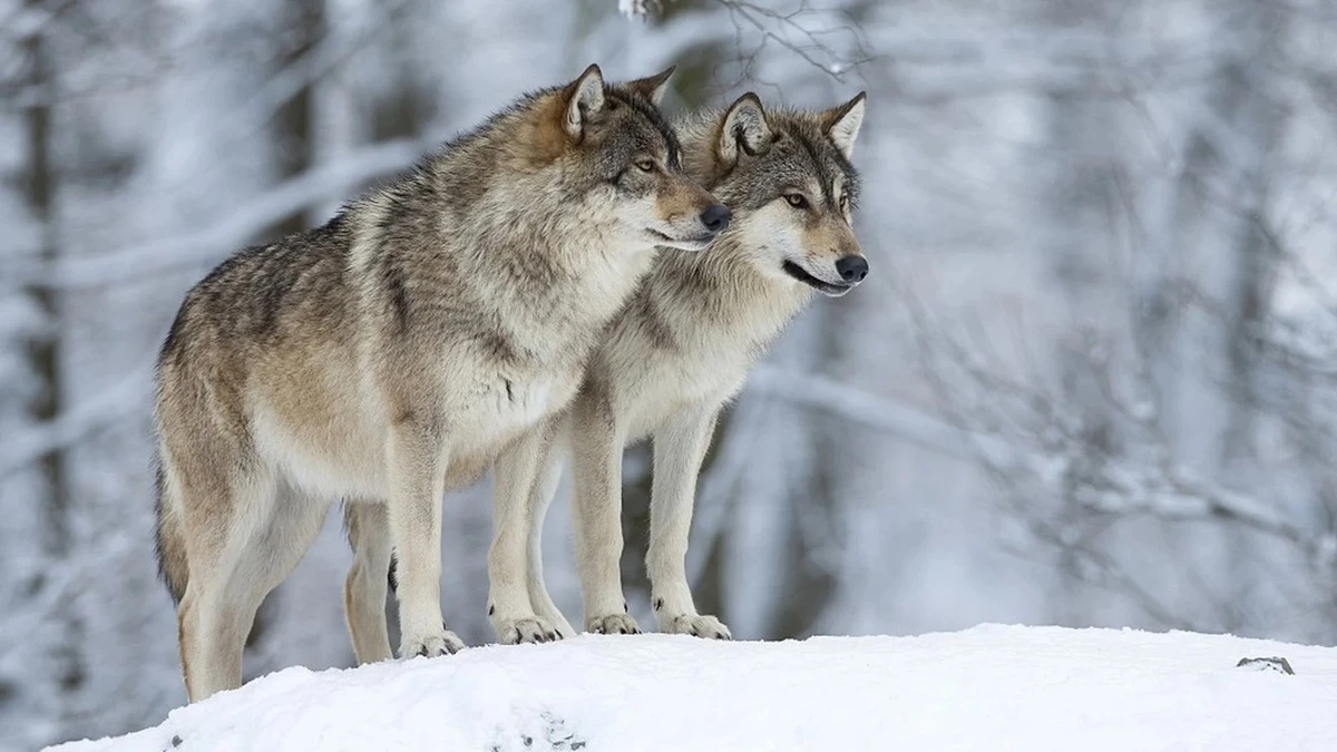 What does seeing a wolf in a dream mean? Enemy, thief and warning