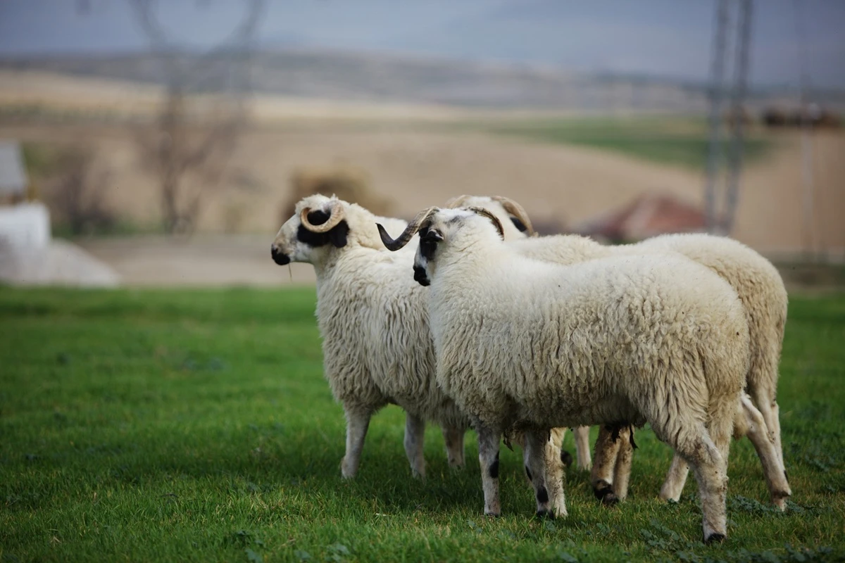 What does seeing a sheep in a dream mean? Rizq, family and blessing