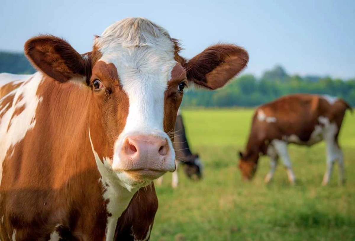 What does seeing a cow in a dream mean? Wealth, marriage and blessing