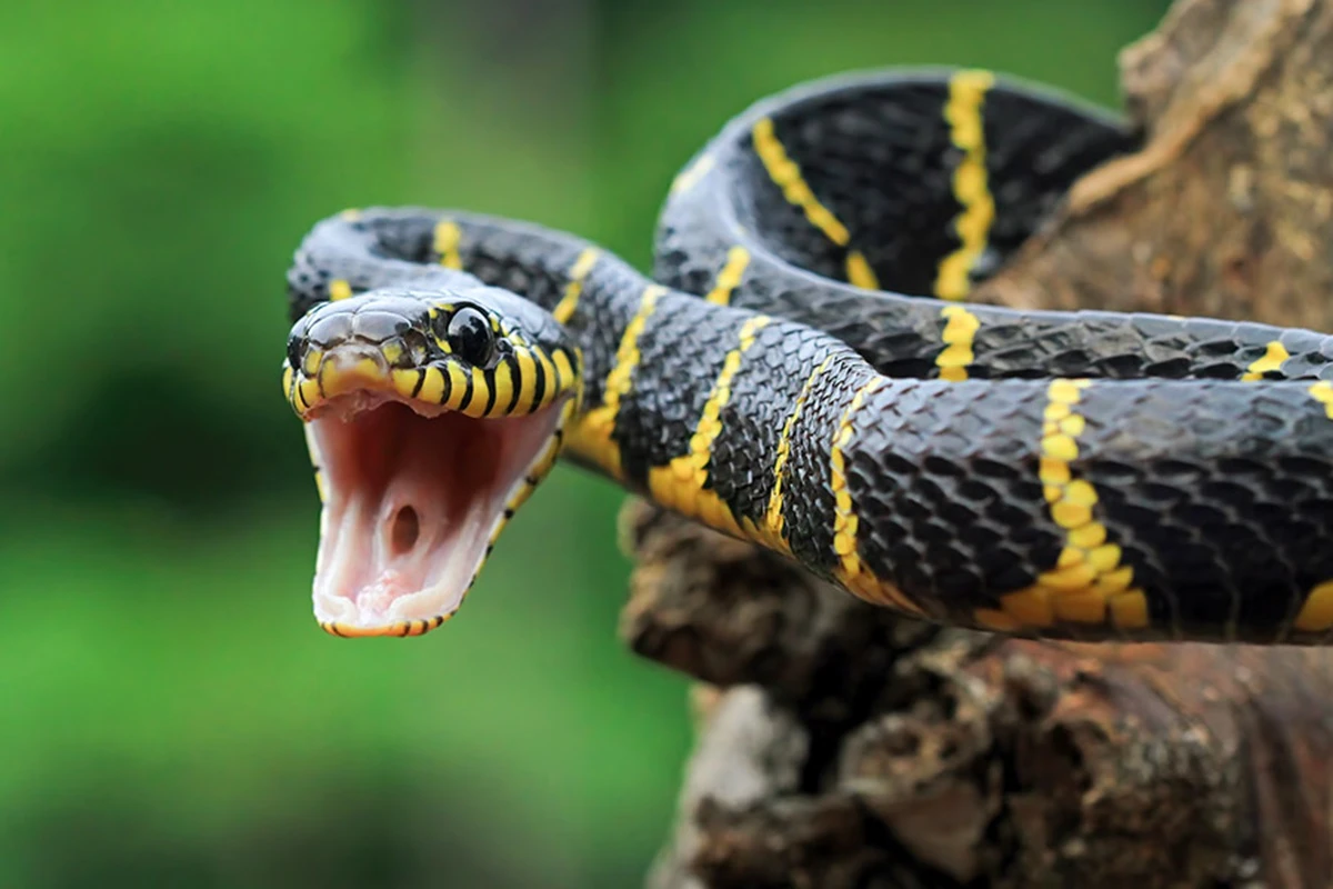 Snake Dreams in Islam: Enemies, Fear, Money and Hidden Warnings Explained