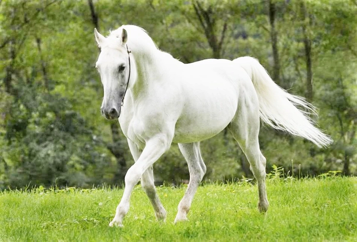Horse Dreams in Islam: Rank, Provision, Travel and Victory Explained