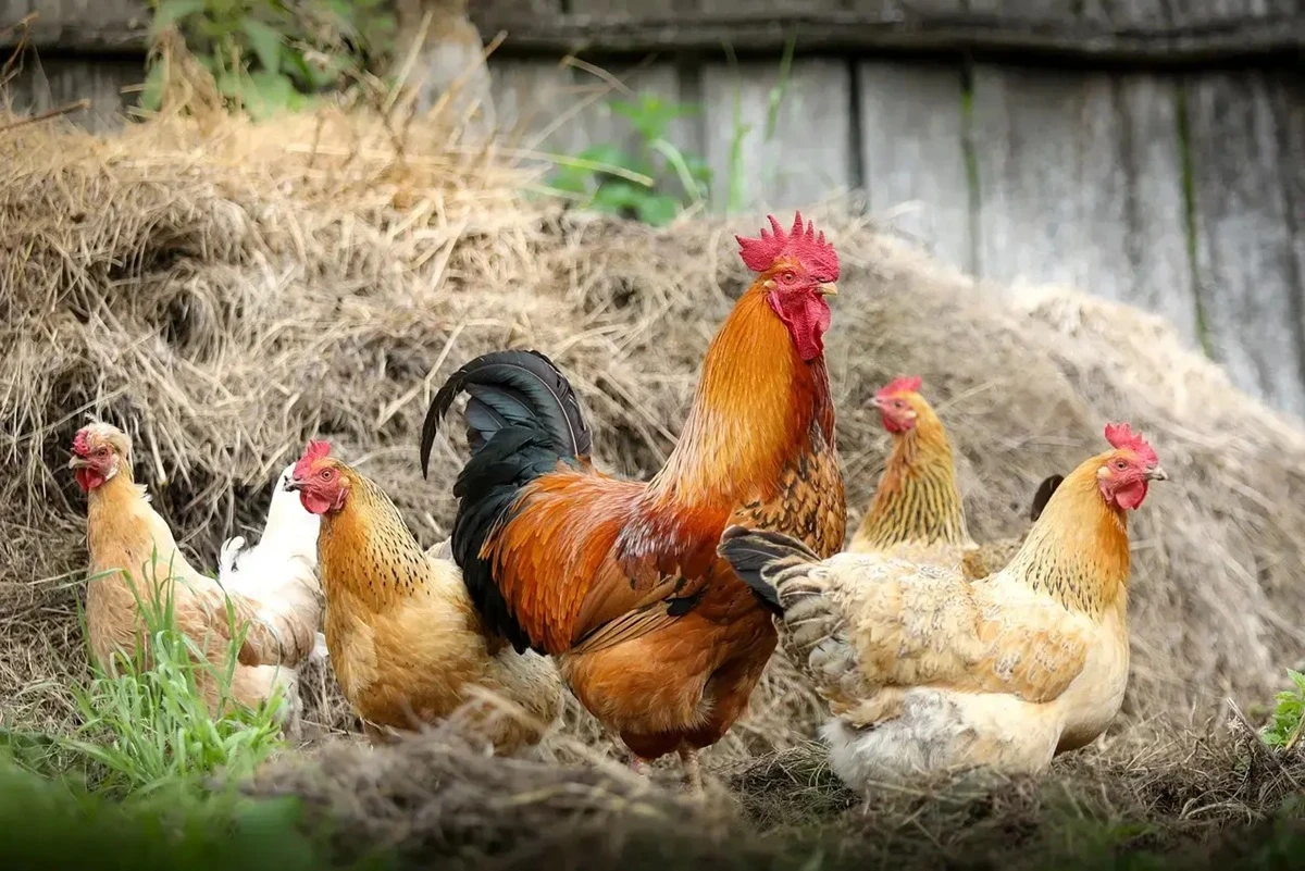 What does seeing a chicken in a dream mean? Marriage, rizq and joy