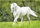 Horse Dreams in Islam: Rank, Provision, Travel and Victory Explained