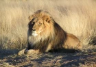 What does seeing a lion in a dream mean? Power, enemy and rank