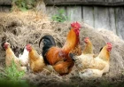 What does seeing a chicken in a dream mean? Marriage, rizq and joy