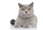 Dreaming of Cats in Islam: Enemies, Warnings and Meanings Explained