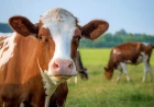What does seeing a cow in a dream mean? Wealth, marriage and blessing