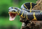 Snake Dreams in Islam: Enemies, Fear, Money and Hidden Warnings Explained