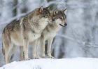 What does seeing a wolf in a dream mean? Enemy, thief and warning