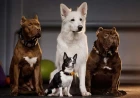 Dog Dreams in Islam: Enemies, Fear, Protection and Wealth Explained