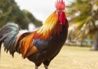 Rüyada horoz görmek ne anlama gelir? Ev sahibi, haber ve söz