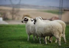 What does seeing a sheep in a dream mean? Rizq, family and blessing