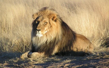 What does seeing a lion in a dream mean? Power, enemy and rank