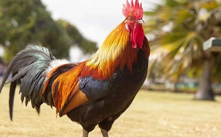 Rüyada horoz görmek ne anlama gelir? Ev sahibi, haber ve söz