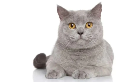 Dreaming of Cats in Islam: Enemies, Warnings and Meanings Explained