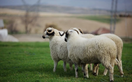 What does seeing a sheep in a dream mean? Rizq, family and blessing
