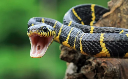 Snake Dreams in Islam: Enemies, Fear, Money and Hidden Warnings Explained