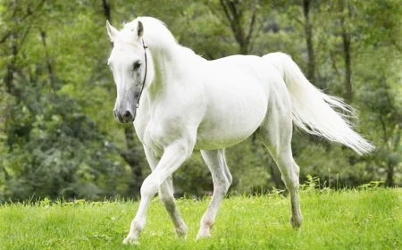Horse Dreams in Islam: Rank, Provision, Travel and Victory Explained