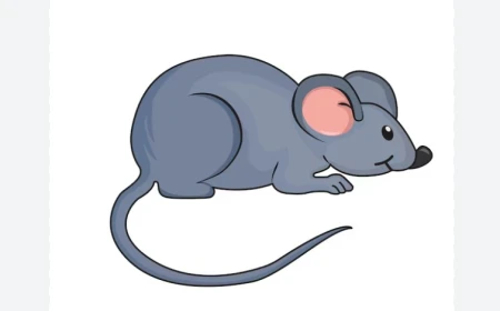 What does seeing a mouse in a dream mean? Rizq, theft and warning