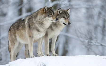 What does seeing a wolf in a dream mean? Enemy, thief and warning