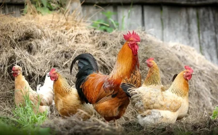 What does seeing a chicken in a dream mean? Marriage, rizq and joy