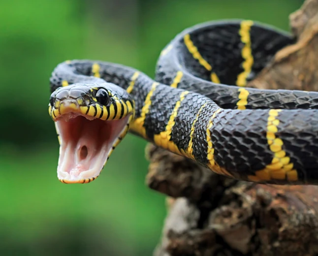 Snake Dreams in Islam: Enemies, Fear, Money and Hidden Warnings Explained
