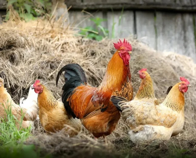What does seeing a chicken in a dream mean? Marriage, rizq and joy