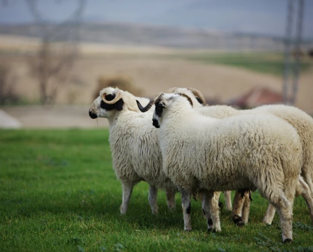 What does seeing a sheep in a dream mean? Rizq, family and blessing
