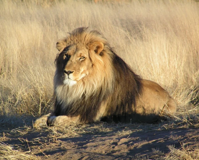 What does seeing a lion in a dream mean? Power, enemy and rank