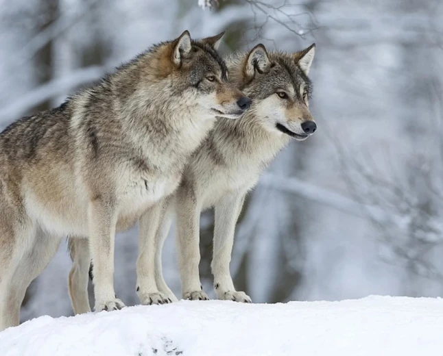 What does seeing a wolf in a dream mean? Enemy, thief and warning