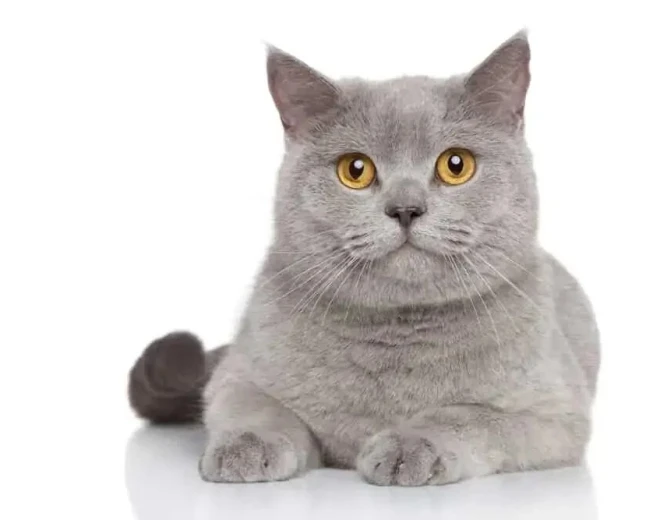 Dreaming of Cats in Islam: Enemies, Warnings and Meanings Explained