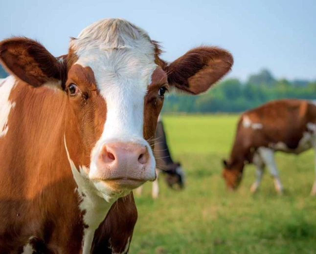 What does seeing a cow in a dream mean? Wealth, marriage and blessing