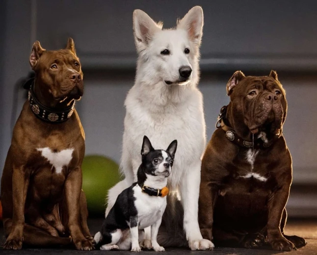 Dog Dreams in Islam: Enemies, Fear, Protection and Wealth Explained