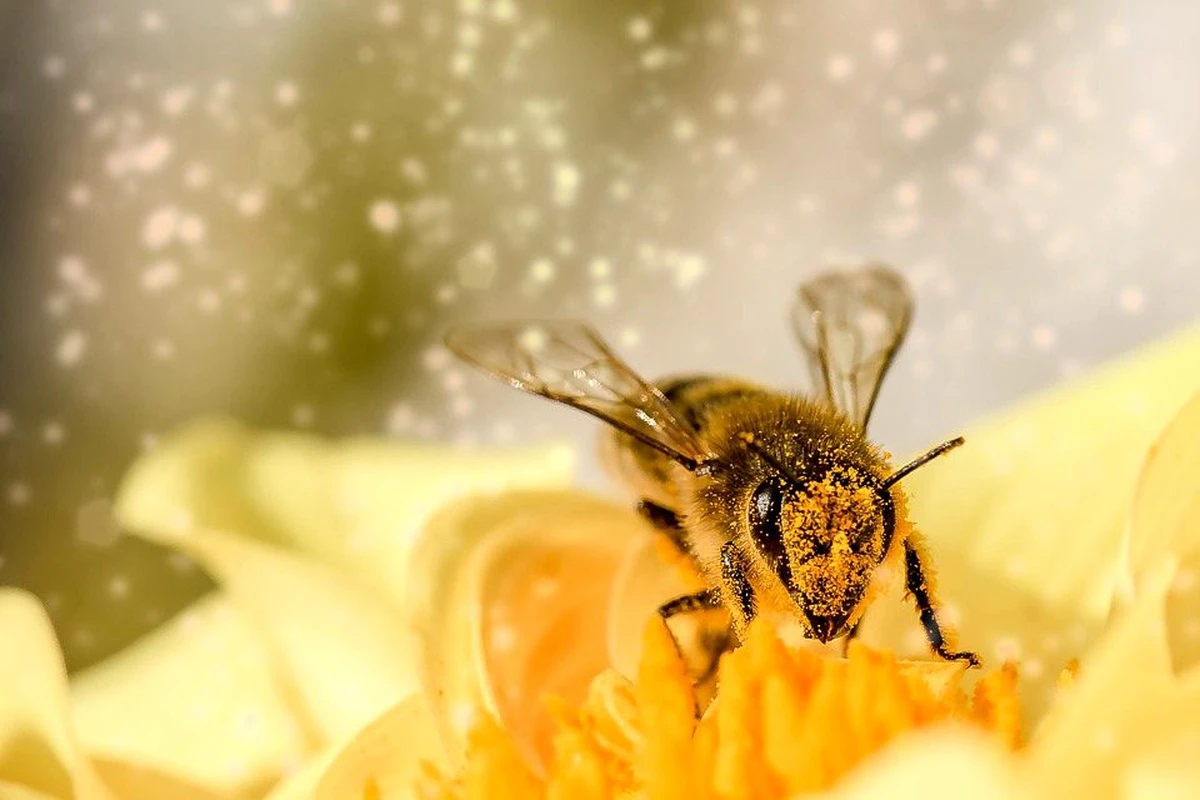 Dreaming of bees making honey on a computer: wealth, work and meaning