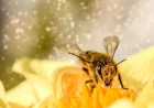 Dreaming of bees making honey on a computer: wealth, work and meaning