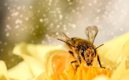 Dreaming of bees making honey on a computer: wealth, work and meaning