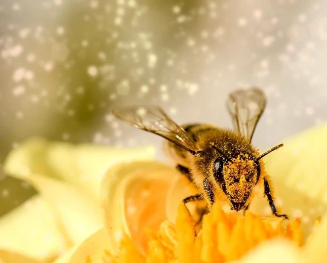 Bees and honey on a computer: work, family and digital meaning